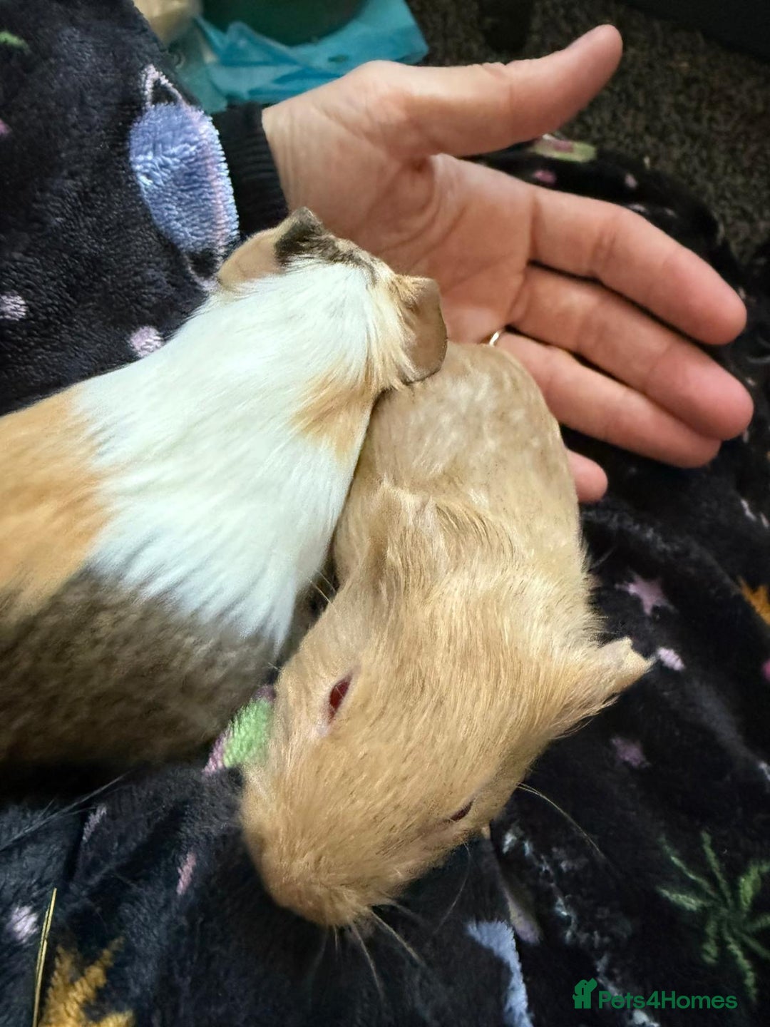 Guinea Pig rodents for sale: Two Male Bonded Brothers Together From Birth  - Image 1