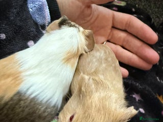 Guinea Pig rodents - Advert 4
