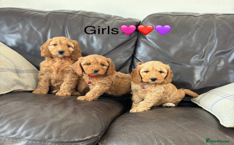 Cockapoo dogs - Advert 2