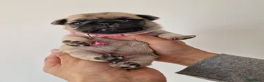 Pug Puppy 2