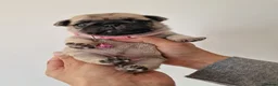 Pug dogs for sale: 🐾Beautiful Pug Puppies 🐾 - Advert 3
