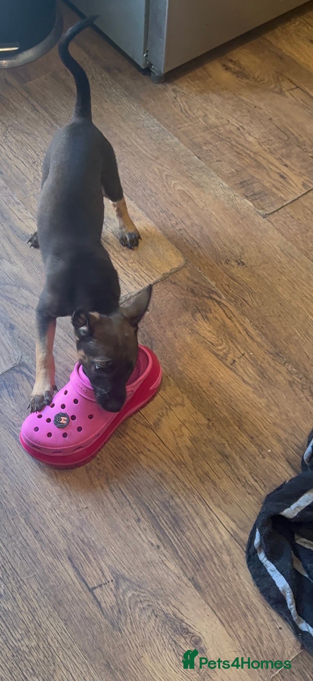 Belgian Shepherd Dog dogs for sale: Belgian Malinois  - Image 1