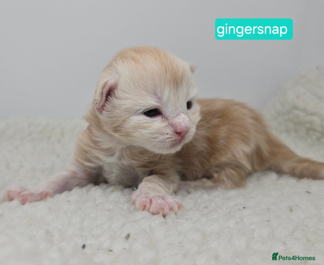 Maine Coon cats for sale: Chunky TICA registered Maine Coon Kittens - Advert 11