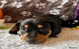 Dachshund dogs for sale: Beautiful Dachshund Puppies Ready to go 8th Nov  - Image 2