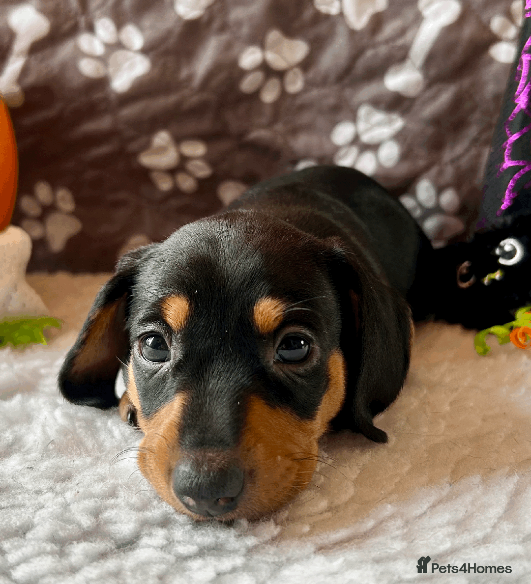 Dachshund dogs for sale: Beautiful Dachshund Puppies Ready to go 8th Nov  - Image 2