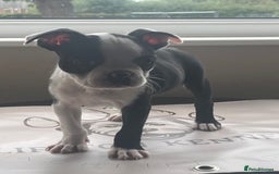 Boston Terrier dogs for sale: How is she the last puppy she’s perfect!  - Image 9