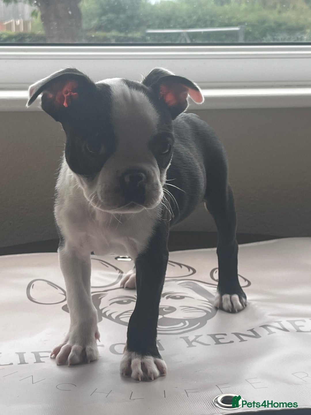 Boston Terrier dogs for sale: How is she the last puppy she’s perfect!  - Image 9
