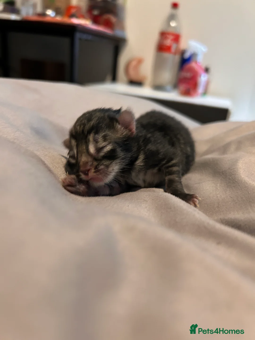 Mixed Breed cats for sale: Black Calico Tabby X American Wirehair Tabby - Advert 12