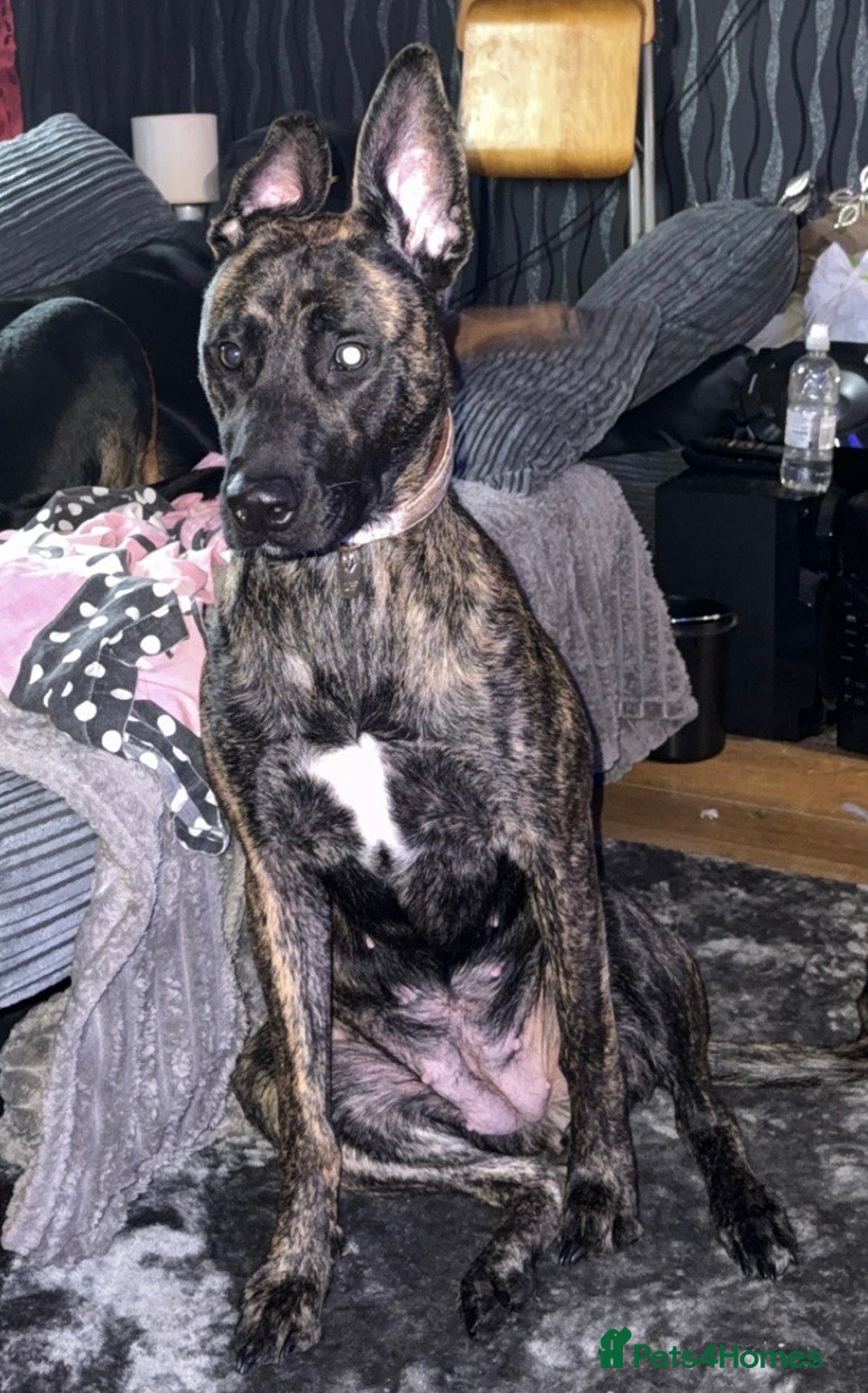 Mixed Breed dogs for sale: Bella the Energetic Pup Seeking a Loving Home 🐶 - Advert 1