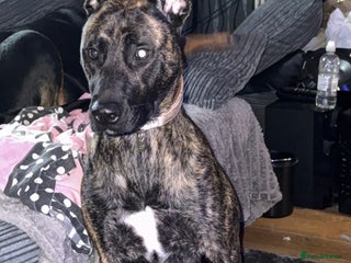 Mixed Breed dogs Bella the Energetic Pup Seeking a Loving Home 🐶 - Advert 7
