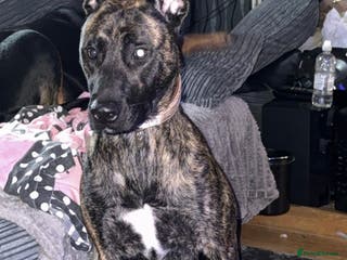 Mixed Breed dogs Bella the Energetic Pup Seeking a Loving Home 🐶 - Advert 10