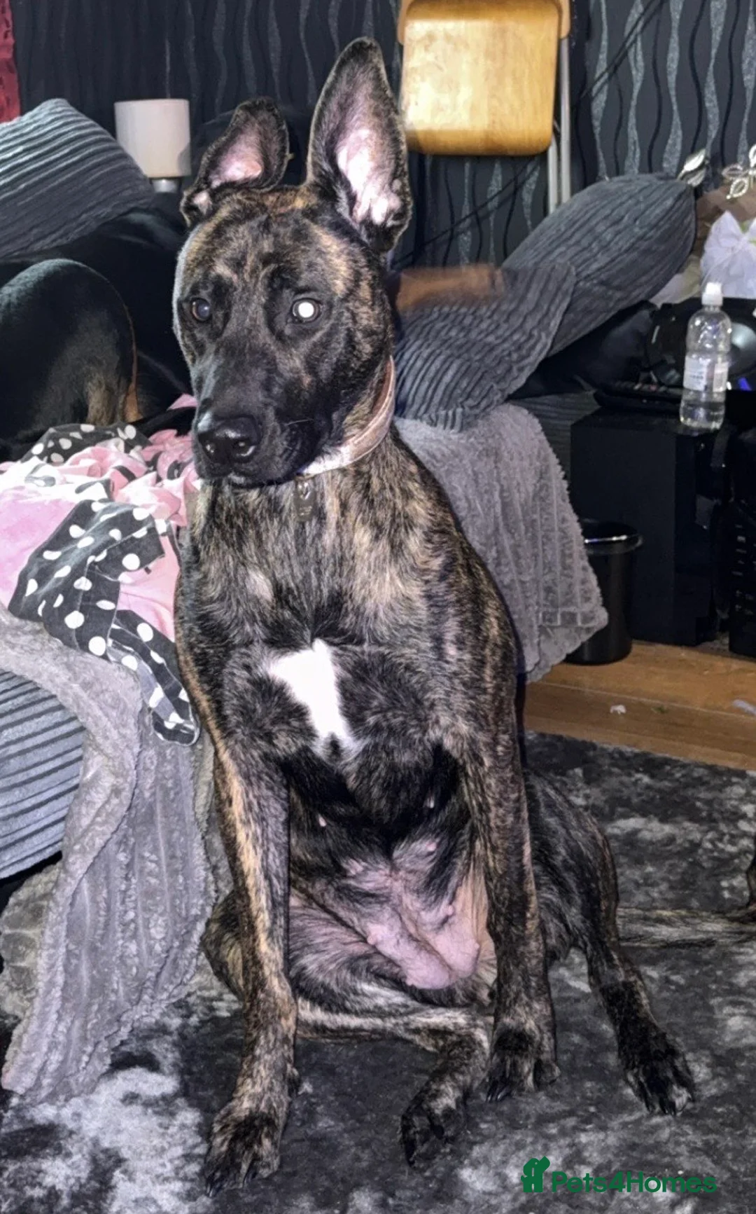 Mixed Breed dogs for sale: Bella the Energetic Pup Seeking a Loving Home 🐶 - Advert 1