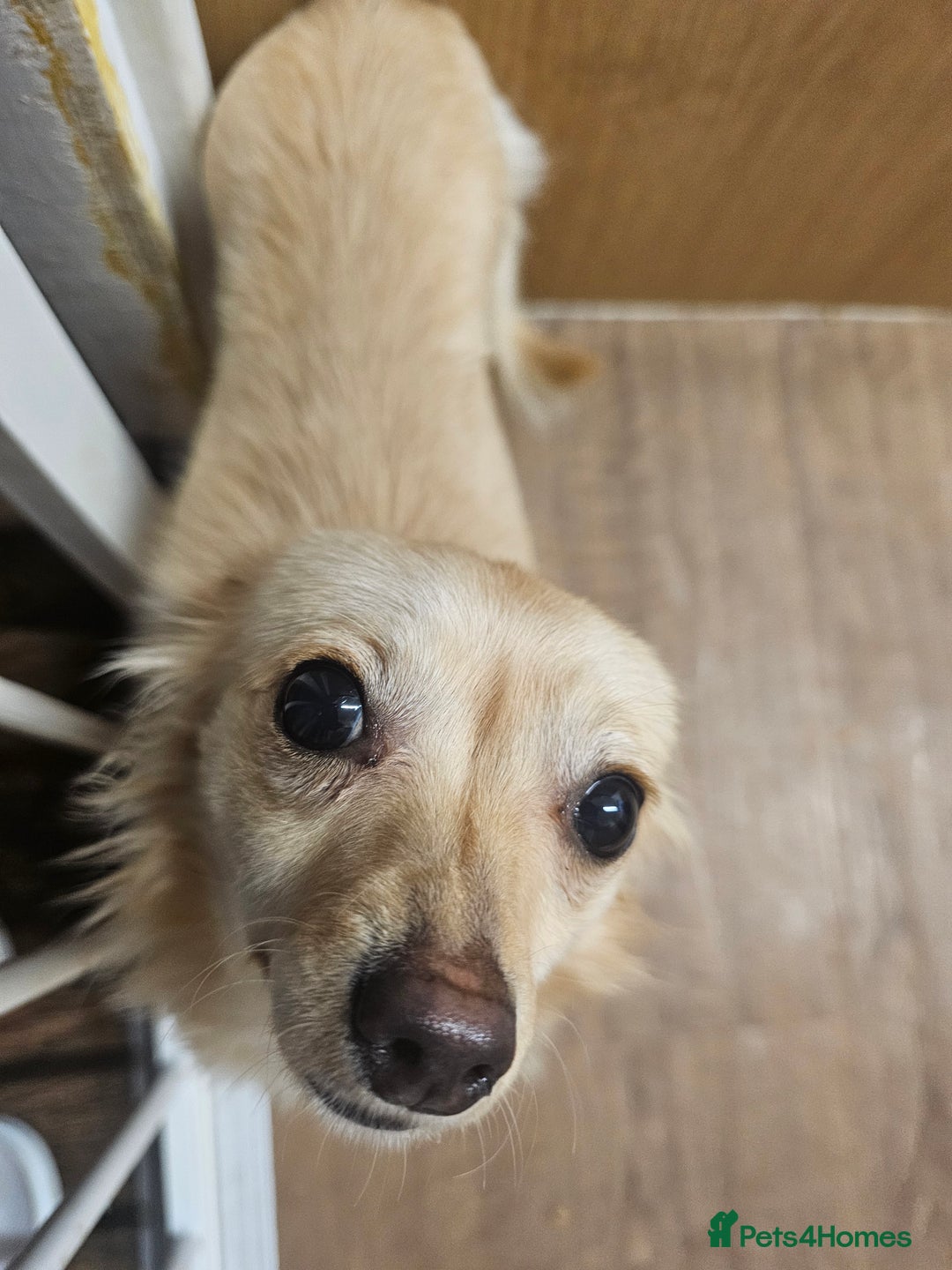 Mixed Breed dogs for sale: Miniature daschund cross chihuahua for sale - Advert 3