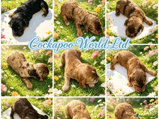 Cockapoo dogs DNA CLEAR,stunning cockapoos, ready 18th September - Advert 5