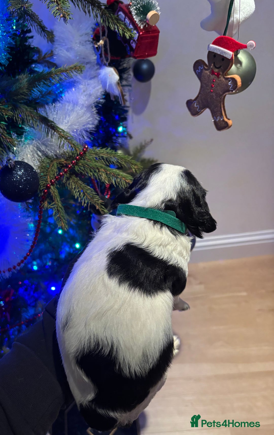 Mixed Breed dogs for sale: Cocker-Jack xCavalier King Charles Spaniel Puppies - Advert 26