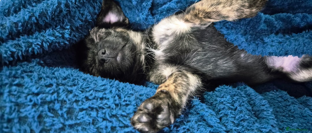 Jug dogs for sale: Little Jug puppy - Advert 1