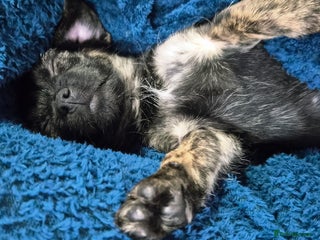 Jug dogs Little Jug puppy - Advert 1