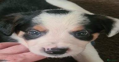 Sprollie dogs - Advert 4