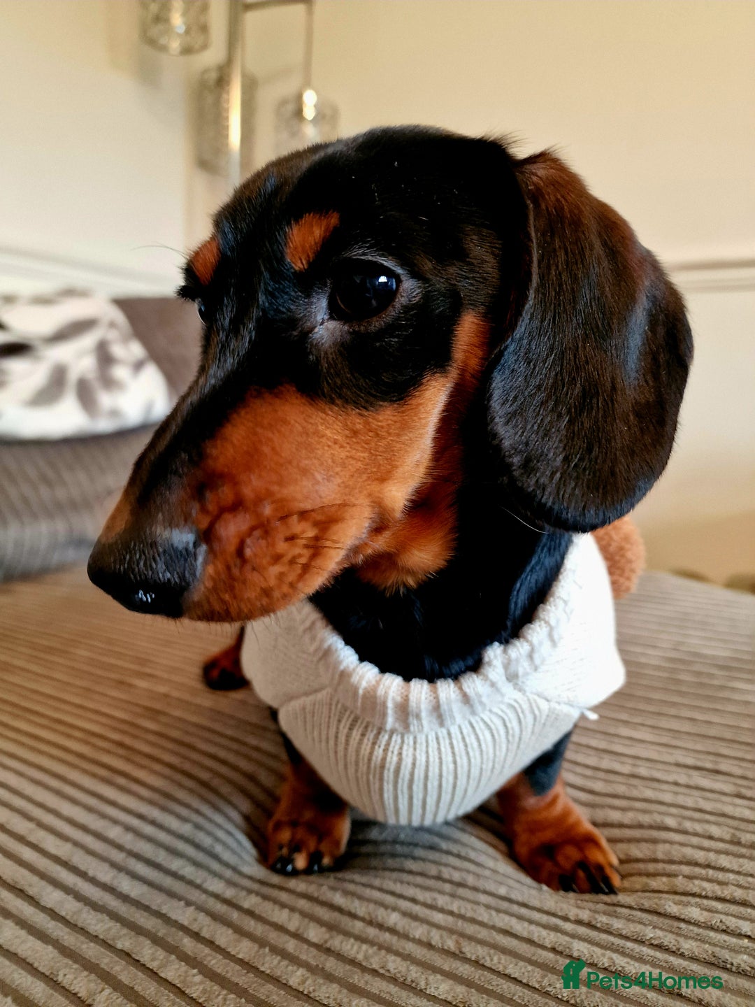 Miniature Dachshund dogs for sale: Male Miniature Dachsund - Image 7