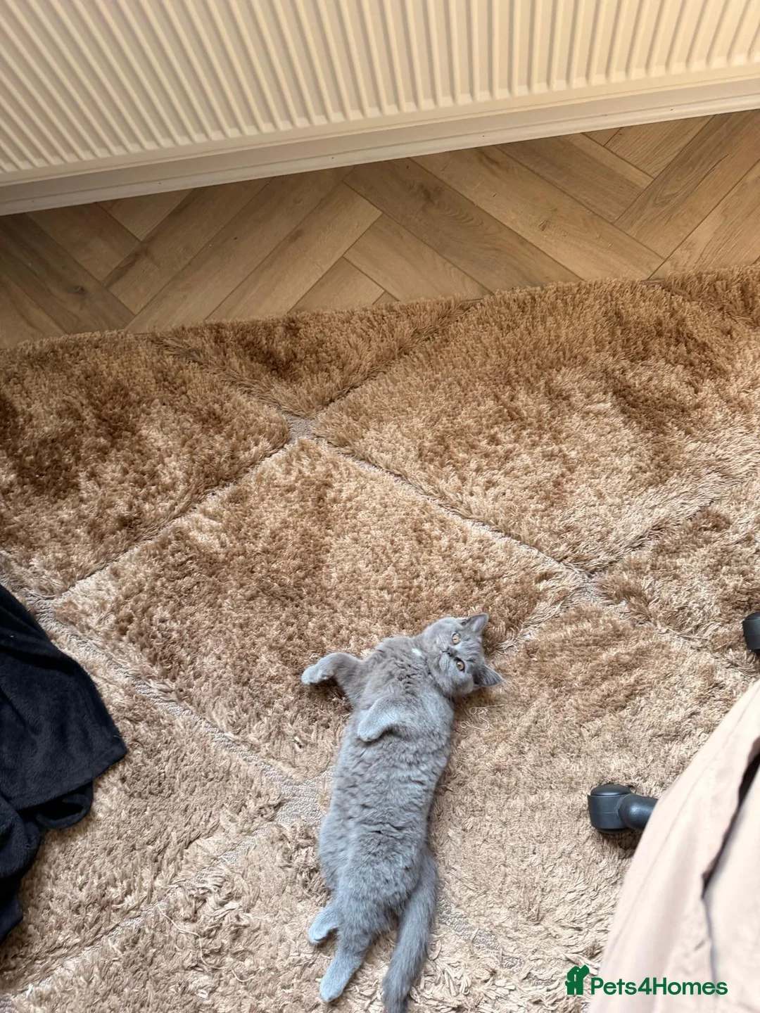 British Shorthair cats for sale: British shorthair Female kitten  - Advert 2