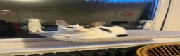 Domestic Shorthair cats for adoption: Jasmine & Rose - Adopt Cats in Crisis East Ldn - Advert 3