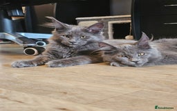 Maine Coon cats for sale: 🔥*Stunning Litter of 8💎Solid Blue Maine Coon*🔥  - Image 16