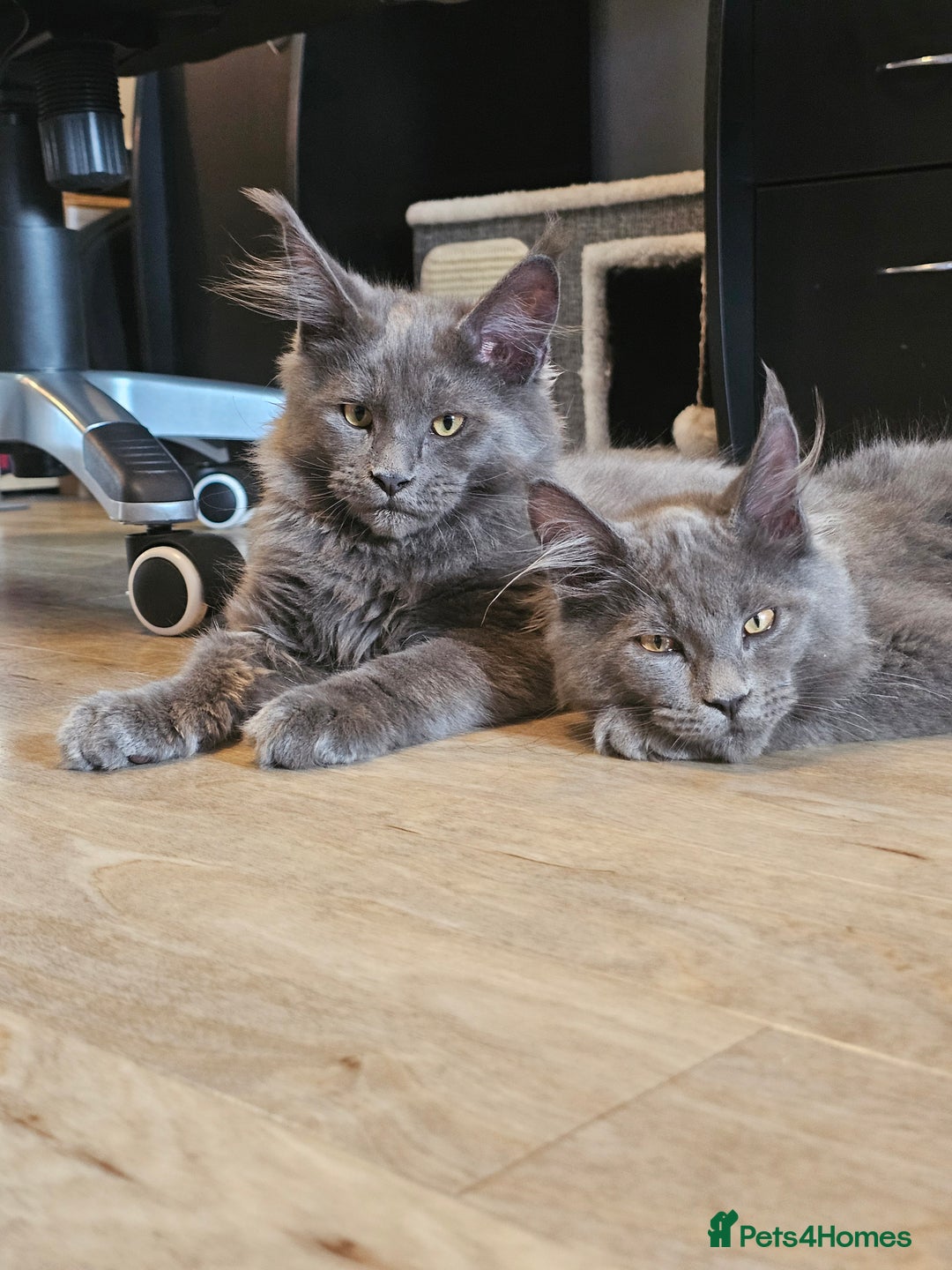 Maine Coon cats for sale: 🔥*Stunning Litter of 8💎Solid Blue Maine Coon*🔥  - Image 16