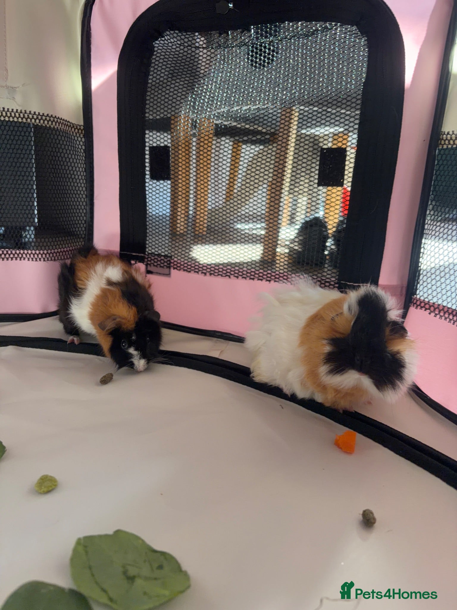 Guinea Pig rodents Guinea pigs - Advert 2