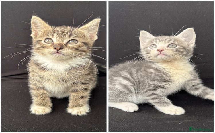 Mixed Breed cats - Advert 7