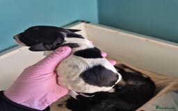 Cocker Spaniel dogs for sale: 6 beautiful Cocker puppies 🐶  - Image 7