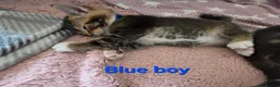 Mixed Breed cats for sale: Beautiful kittens looking for their forever homes  - Advert 8