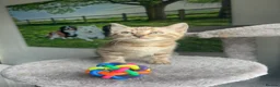 Bengal cats for stud: Silver Bengal Stud 🩶 TICA REG N DNA CLEAR 🌟 - Advert 3