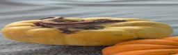 Gecko reptiles for sale: Crested gecko babies - Advert 6