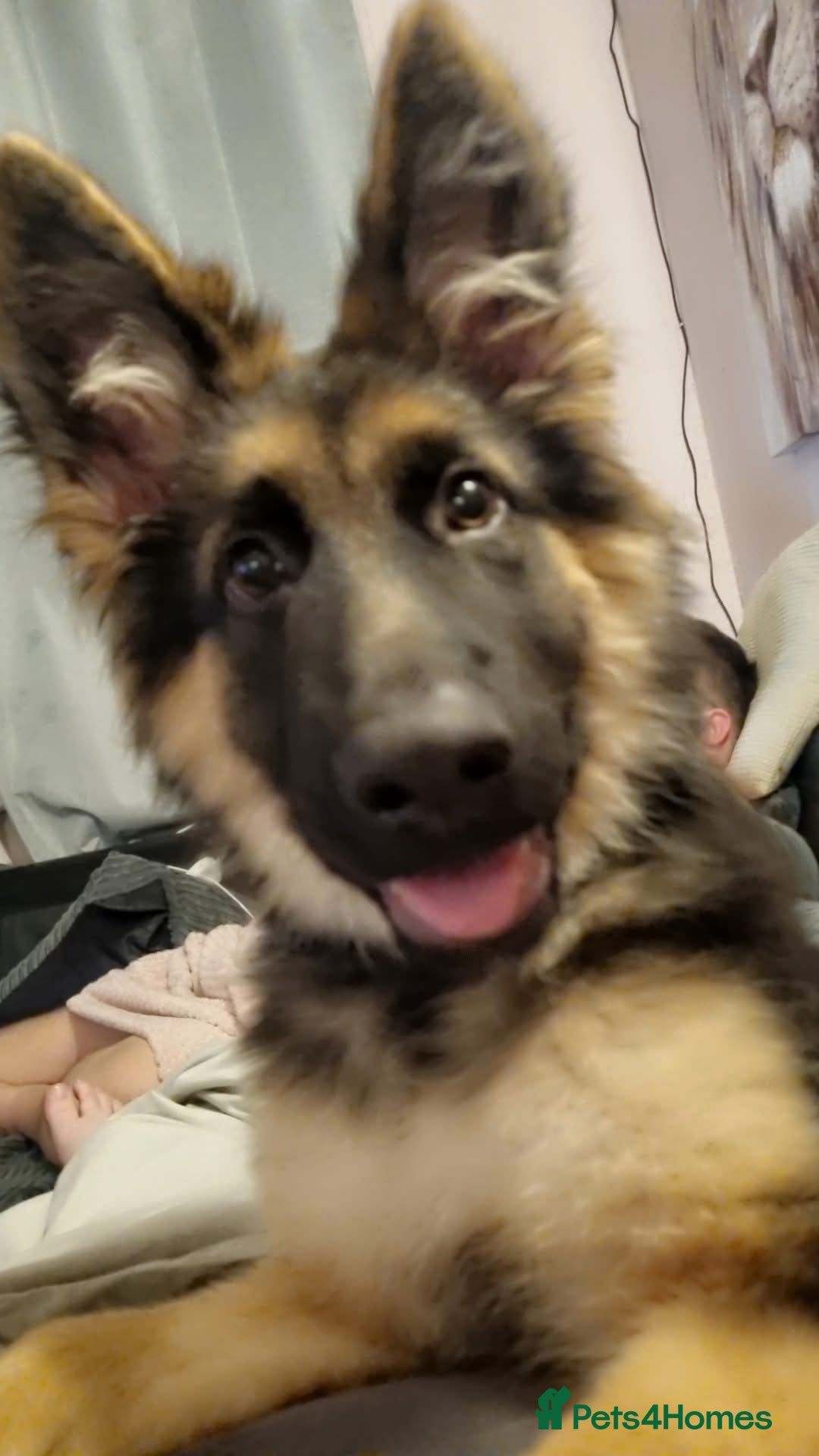 German Shepherd dogs for sale: Gorgeous German Shepard puppy - Advert 3