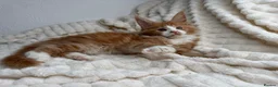 Maine Coon cats for sale: MaineCoon, Beautiful Kittens available  - Advert 14