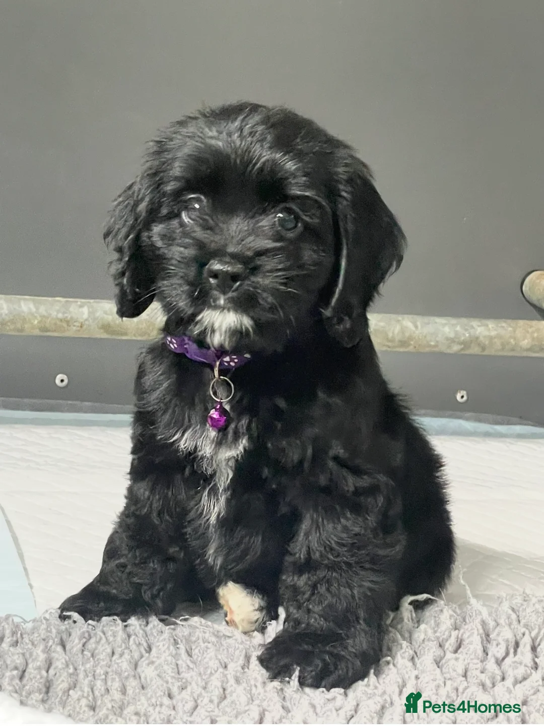 Cockapoo dogs for sale: Beautiful American cockapoo baby girl  - Advert 2