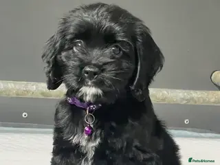 Cockapoo dogs Beautiful American cockapoo baby girl - Advert 2