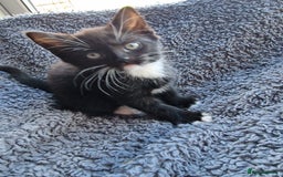 Mixed Breed cats for sale: Kitten for sale. A beautiful girl! - Advert 30