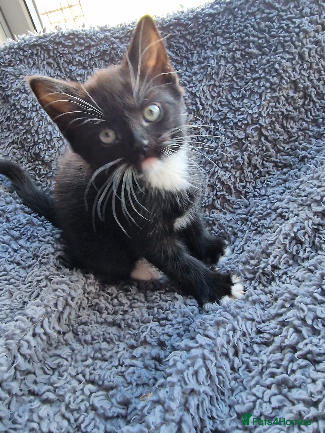 Mixed Breed cats for sale: Kitten for sale. A beautiful girl! - Advert 30