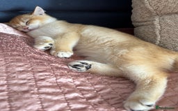 British Shorthair cats for sale:  Golden British Shorthair kittens  in London - Image 4