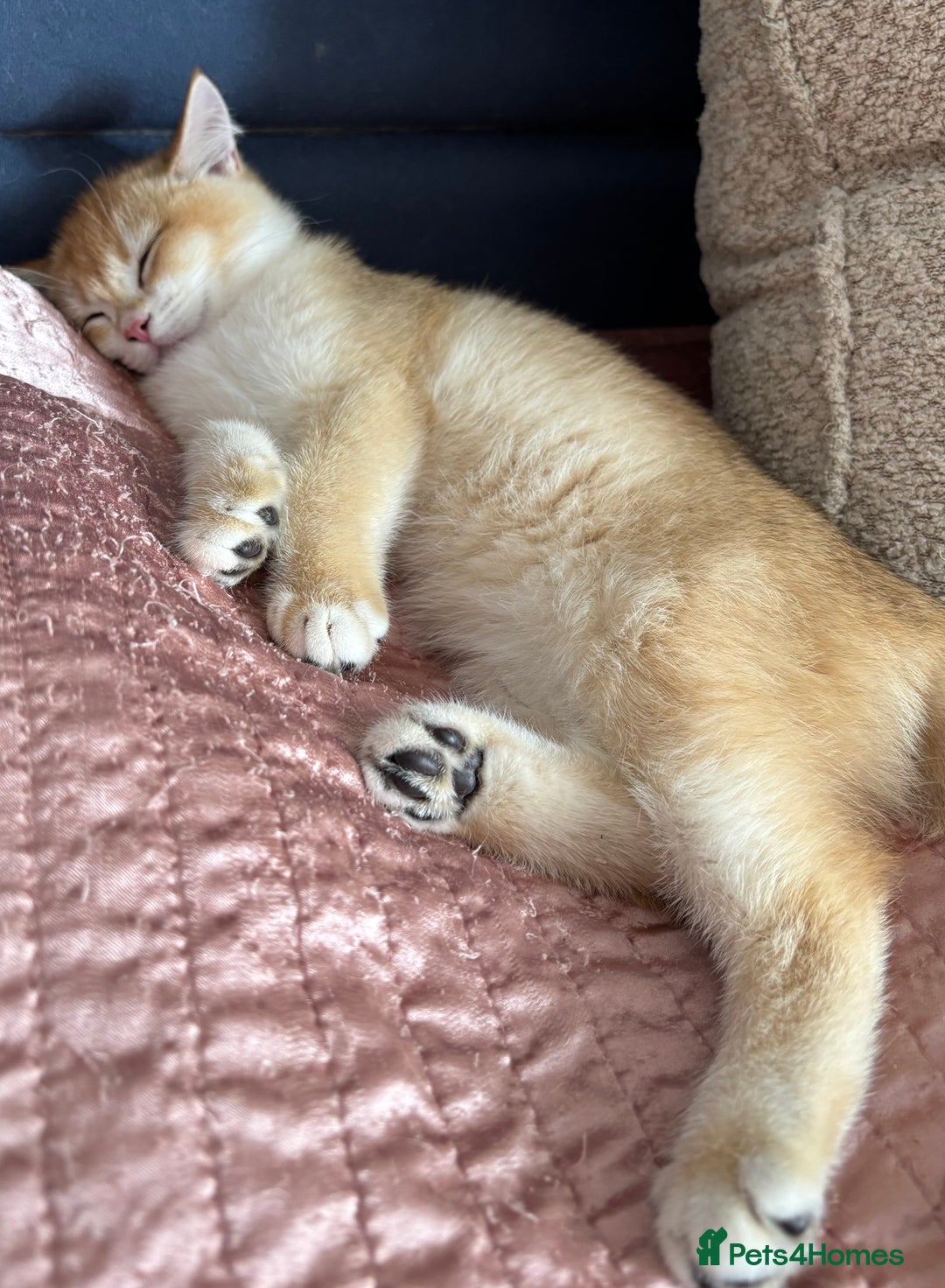 British Shorthair cats for sale:  Golden British Shorthair kittens  in London - Image 4