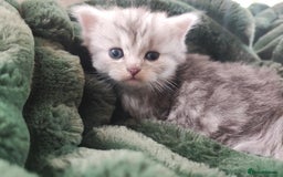 Munchkin cats for sale: Munchkin x Devon rex  - Image 11