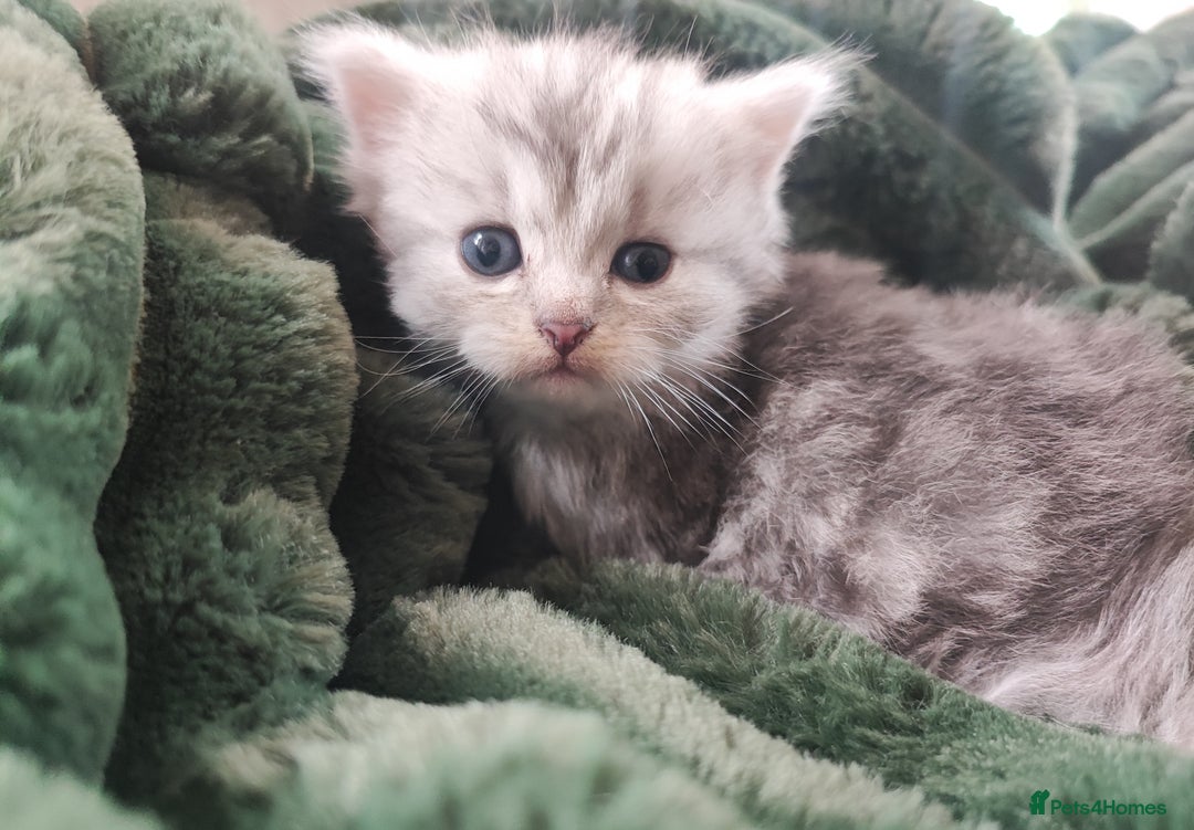 Munchkin cats for sale: Munchkin x Devon rex  - Image 11
