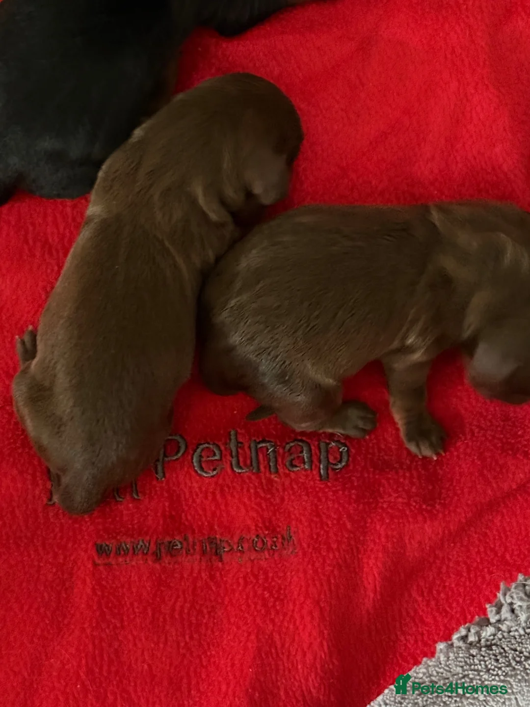 Miniature Dachshund dogs for sale: KC registered miniature shorthaired Dachshunds - Advert 11