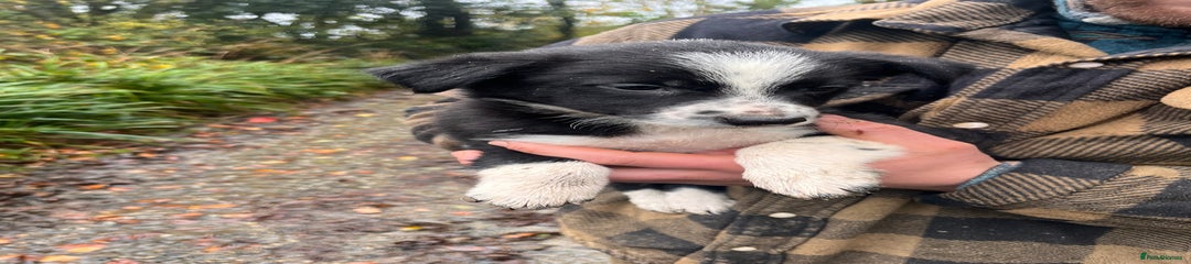 Border Collie Puppy 2