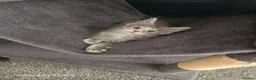 Maine Coon cats for sale:  🐾❤️ BEAUTIFUL MAINE COON KITTENS  ❤️🐾 - Advert 10