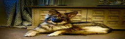 German Shepherd dogs for sale: KC reg 1 year bitch German Shepherd  - Advert 3
