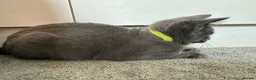 Russian Blue cats for sale: Russian Blue Kittens  - Advert 25
