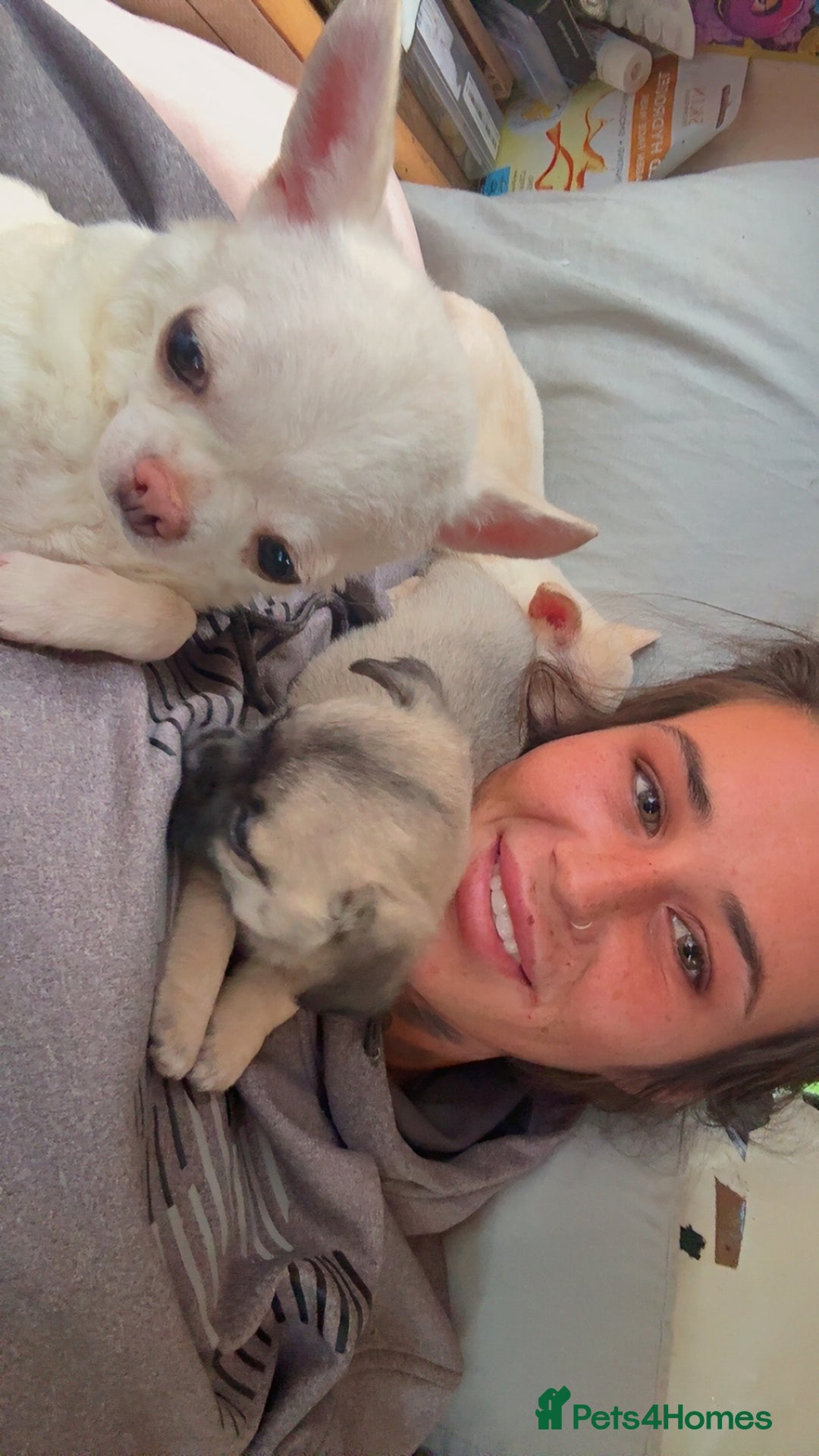 Chihuahua dogs for sale: Lovely blue fawn boy - Image 8