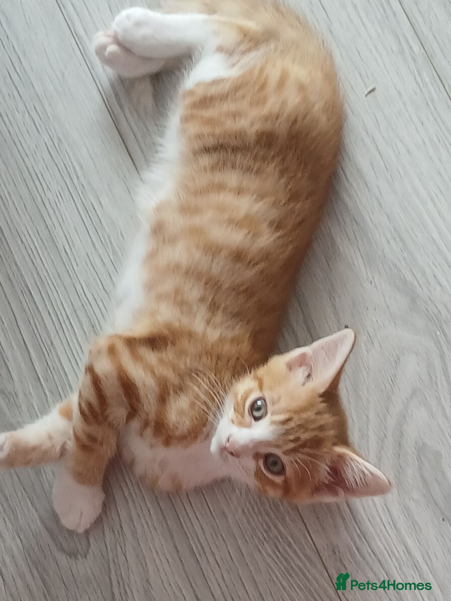 Mixed Breed cats 4 lovely friendly kittens - Advert 1